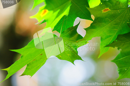 Image of Green leaves