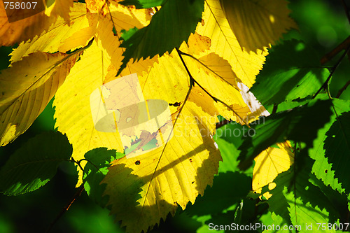 Image of Autumn leaves background