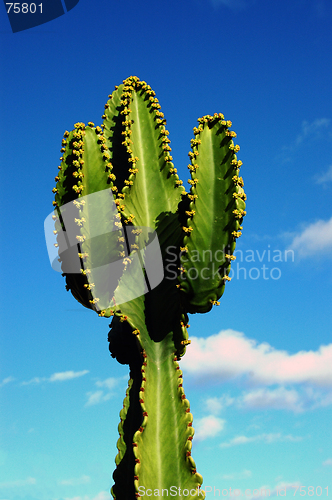 Image of cactus tree