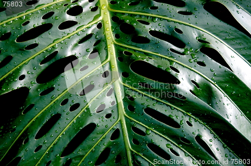 Image of rain drops