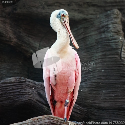 Image of Roseate spoonbill