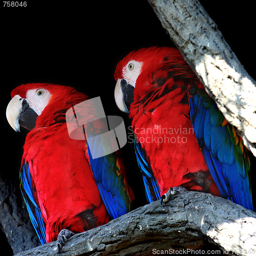 Image of Two parrots closeup