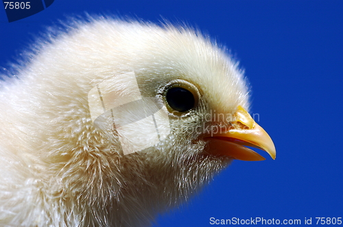 Image of small chicken