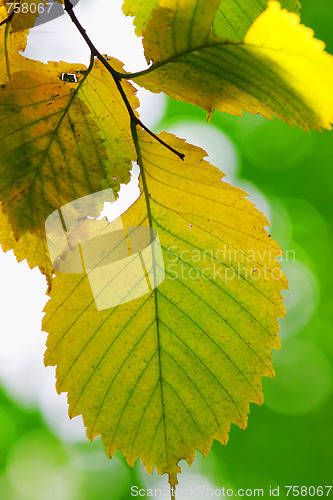 Image of Leaf becomes yellow