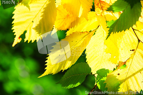 Image of Yellow leaves