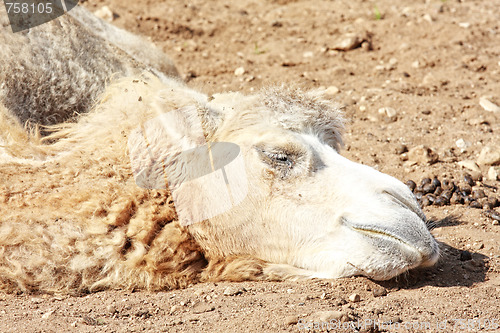 Image of Camel head