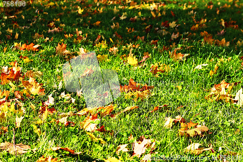 Image of Maple leaves on grass