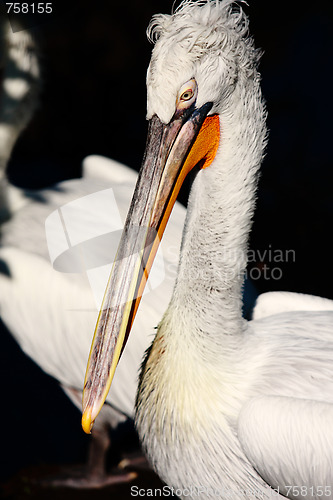 Image of White pelican
