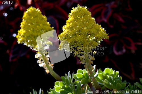 Image of macro yellow flower