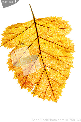 Image of Yellow leaf