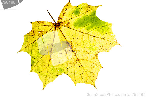 Image of Yellow maple leaf