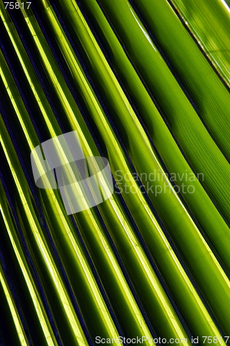 Image of leaf texture