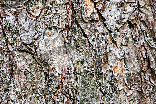 Image of Bark