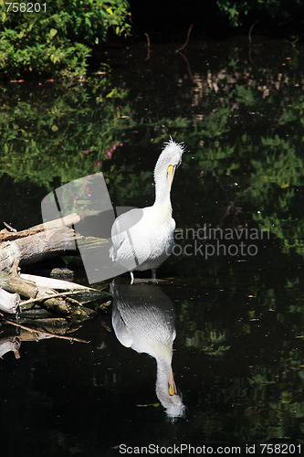 Image of White pelican reflecting in pond