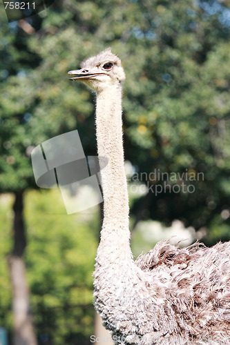 Image of Ostrich