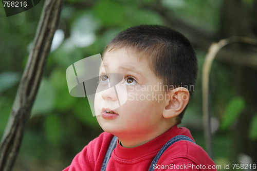 Image of Kid in forest looking up