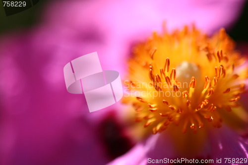 Image of Pink Rockrose