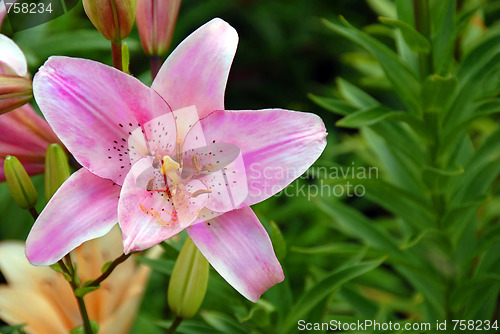 Image of Pink lily closeup