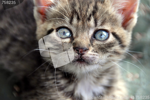 Image of Kitten portrait