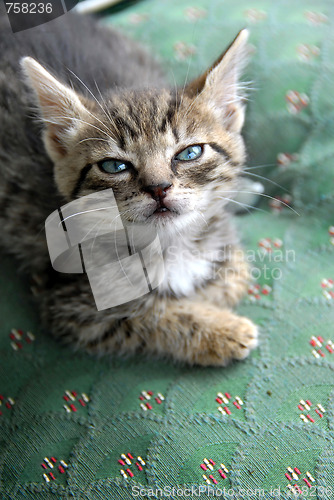 Image of Kitten portrait