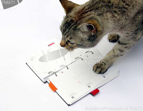 Image of Cat reading notebook