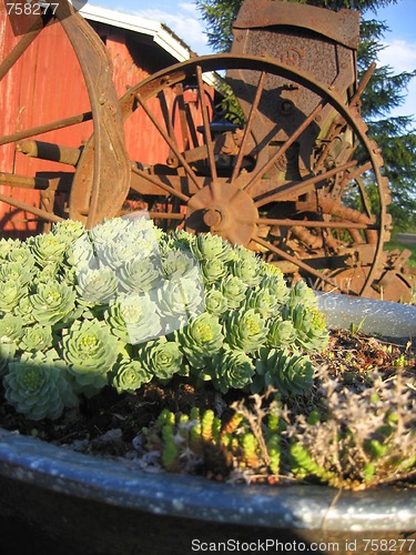 Image of old planter and flowers