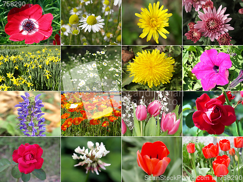 Image of Flowers collage