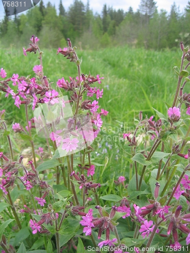 Image of summer flowers