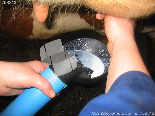 Image of preparation of the milking