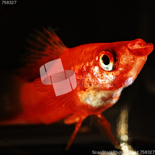 Image of Sword-bearer fish