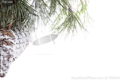 Image of Pine cones in snow