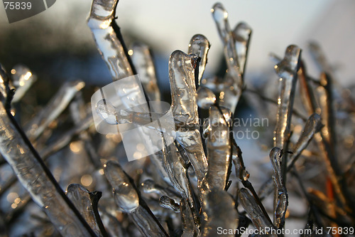 Image of winter tree