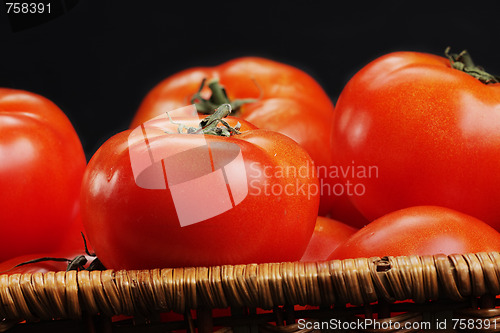 Image of Several ripe tomatoes