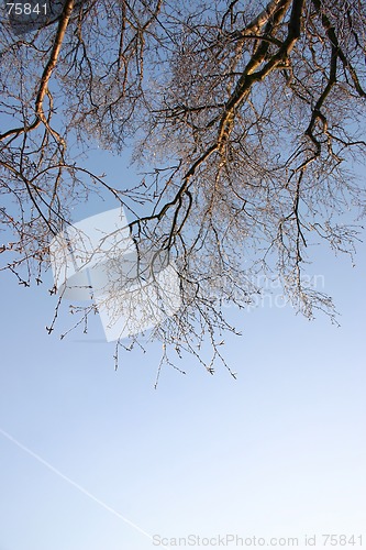 Image of winter tree