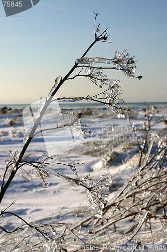 Image of winter tree