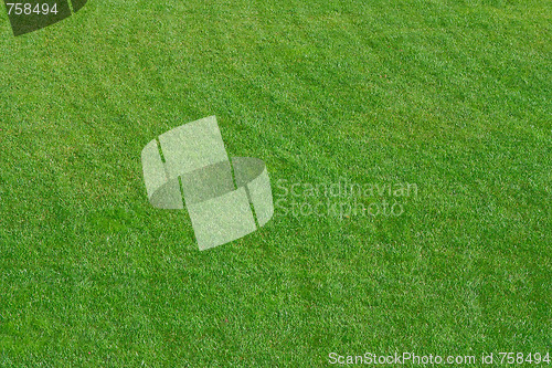 Image of Close up image of fresh spring green grass