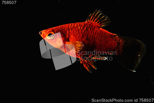 Image of Red fish in dark water