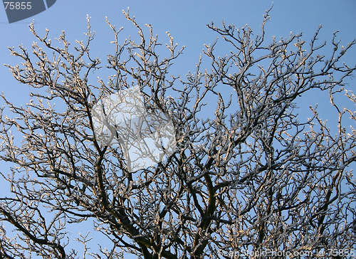 Image of winter tree