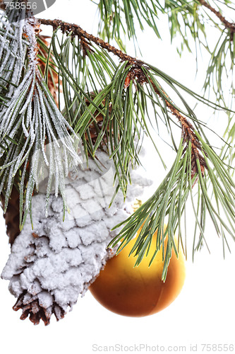 Image of Pine branch decorated