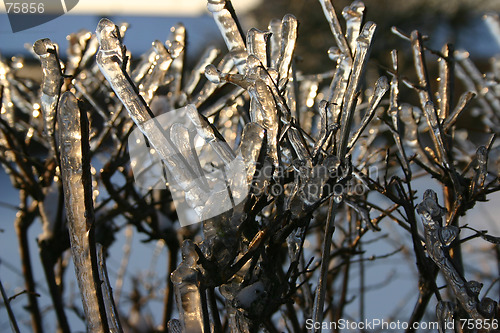 Image of winter tree