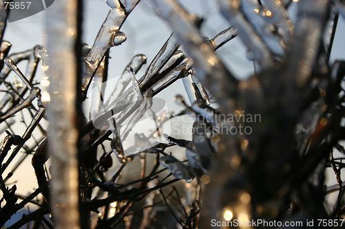 Image of winter tree