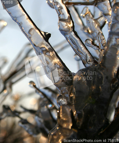 Image of winter tree