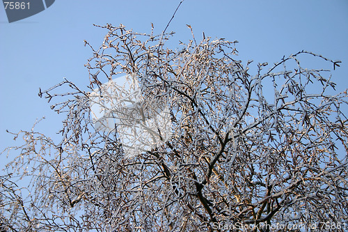 Image of winter tree