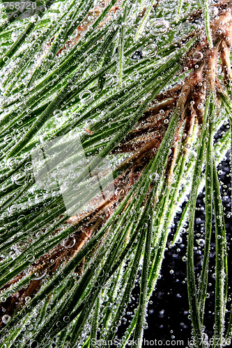 Image of Pine needles in bubbles