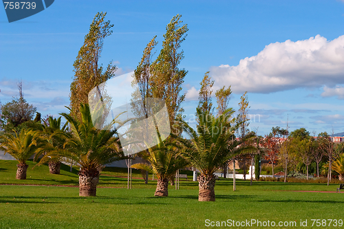 Image of A city park with trees