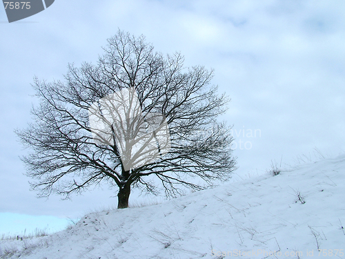 Image of Alone Tree