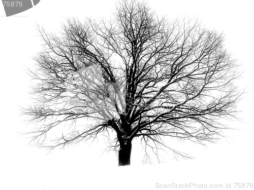 Image of tree