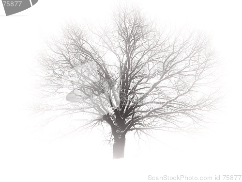 Image of Tree in mist