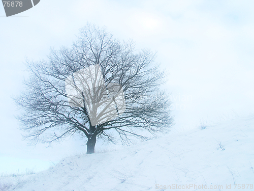 Image of Alone Tree, stylish