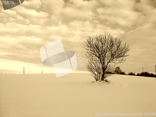 Image of Alone tree